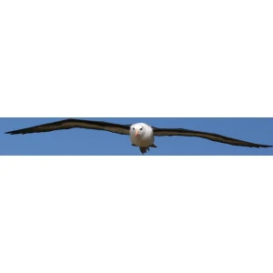 Albatross Audio Radio