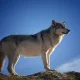 WDRS The WOLF